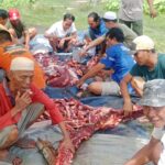 Momen Hari Raya Idul Adha, DKM Masjid Jami Raudhatul Jannah dan Warga Sembelih 3 Sapi dan 8 Kambing